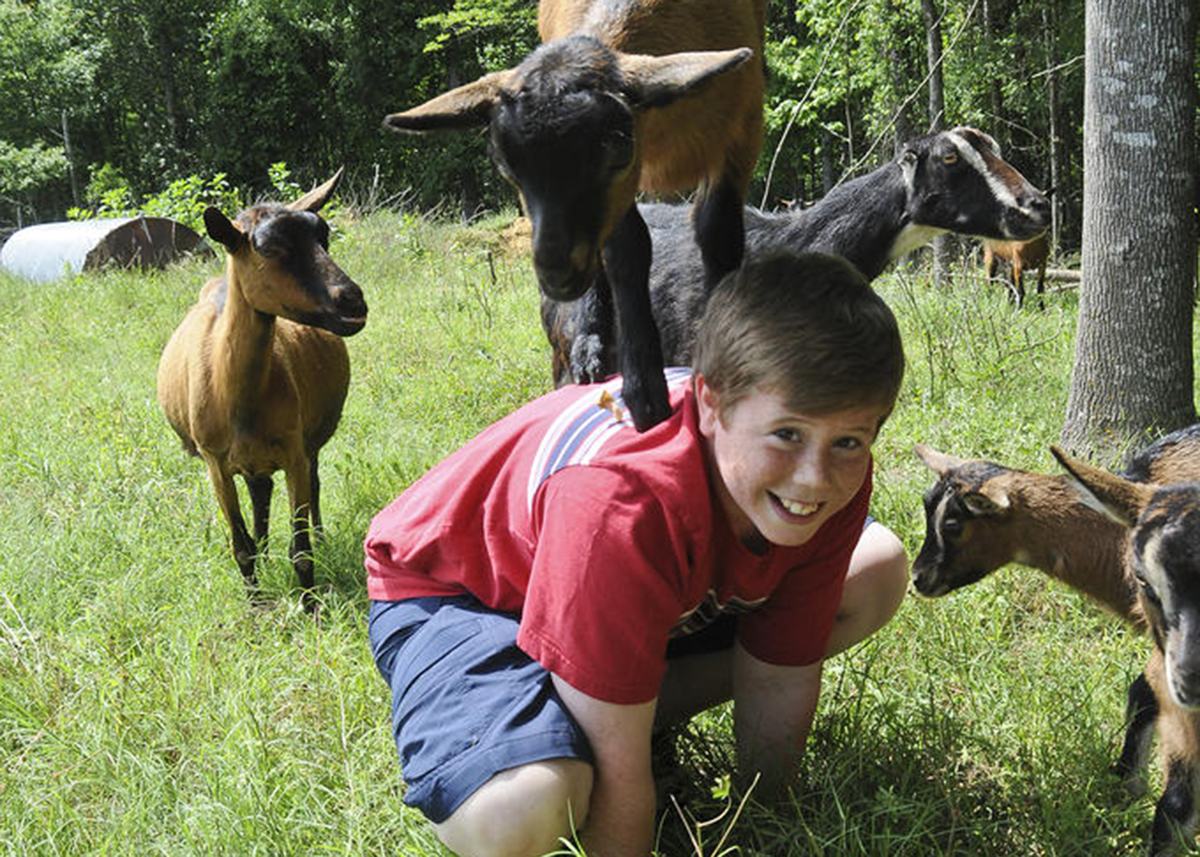 goat playfully stands on little boys back as other members of the herd surround them