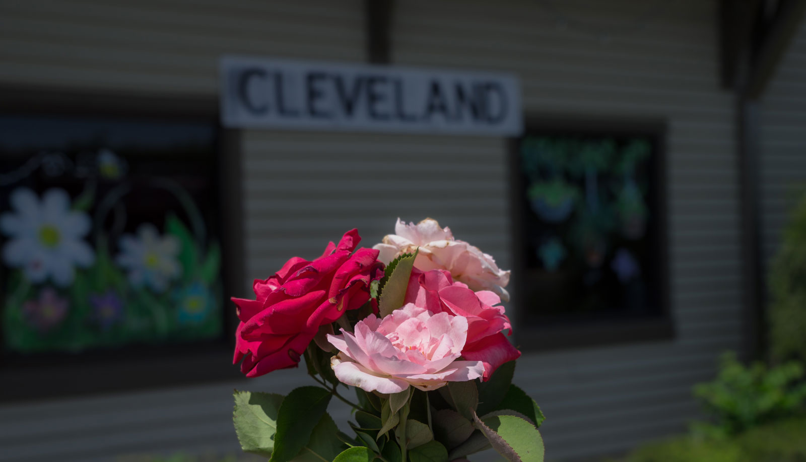 White and pink roses in front of a brick building.