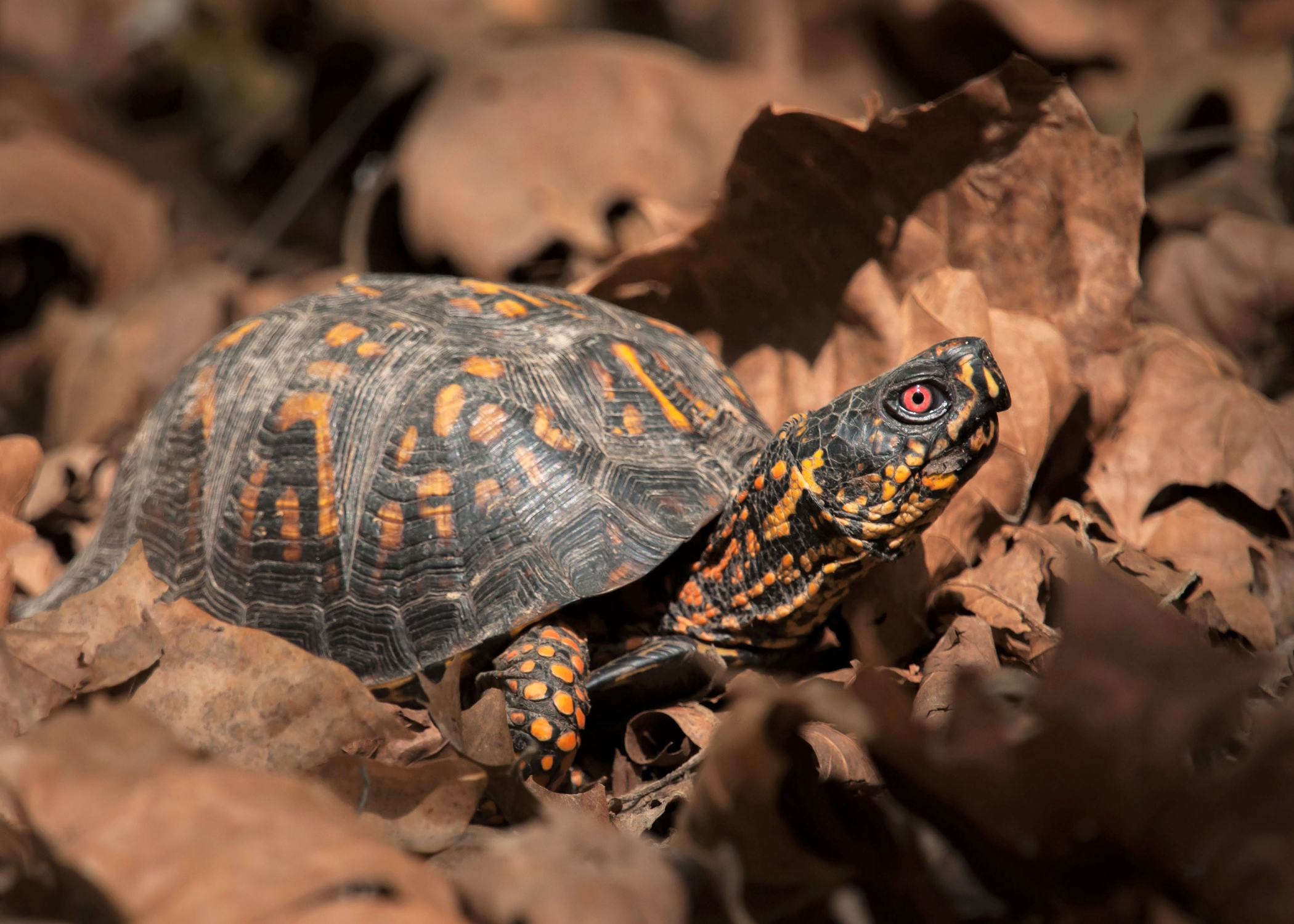 Box Turtle