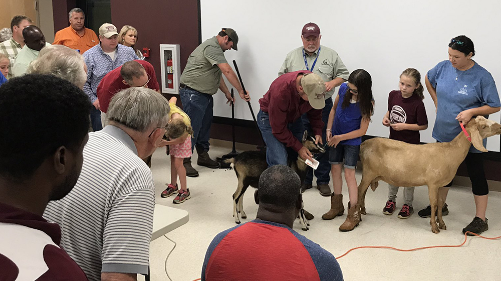 Extension agent demonstrates how to give goats medications as a 4-H member watches closely along with a diverse audience of children and adults