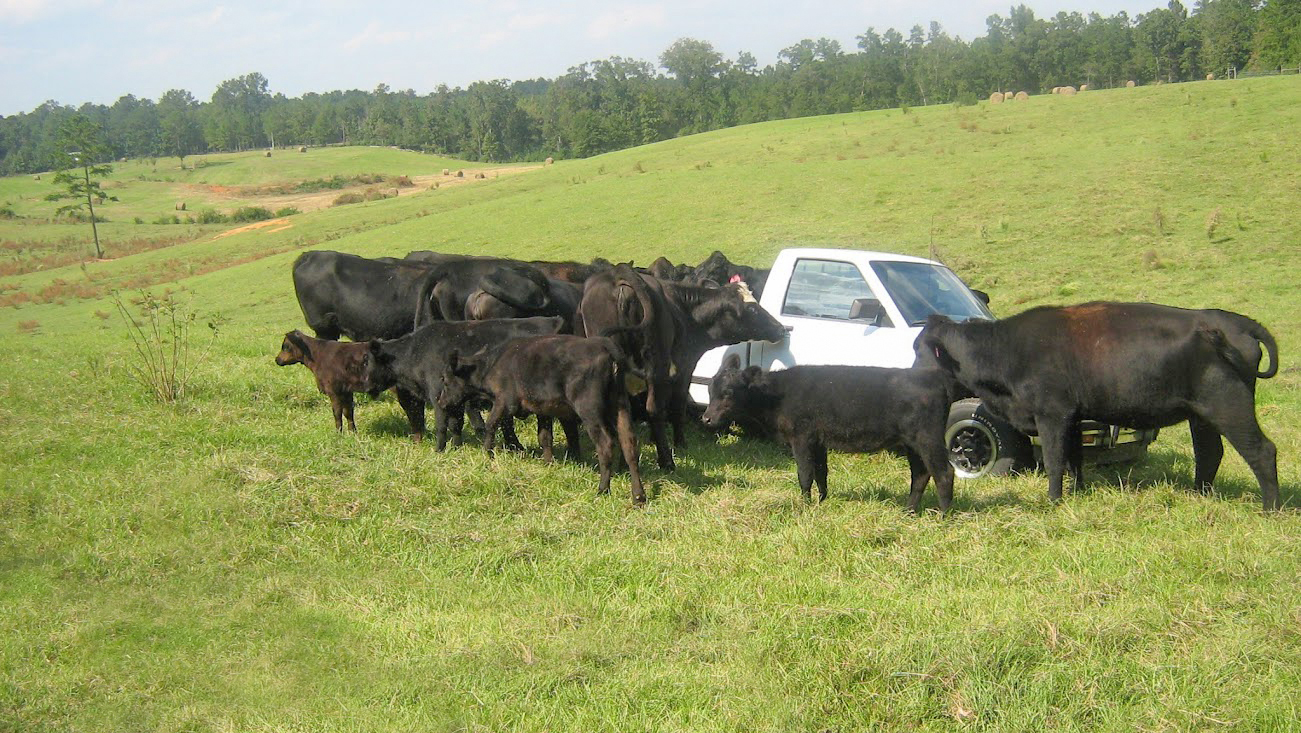 Angus cattle surround a white truck in a green field.