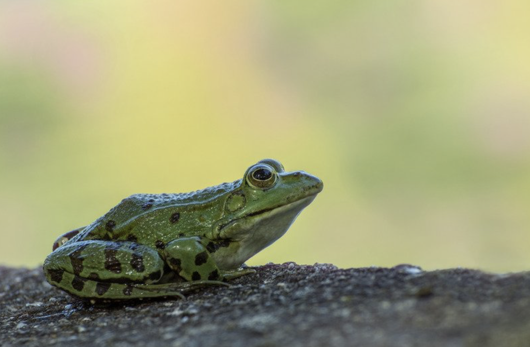 Green Frog 