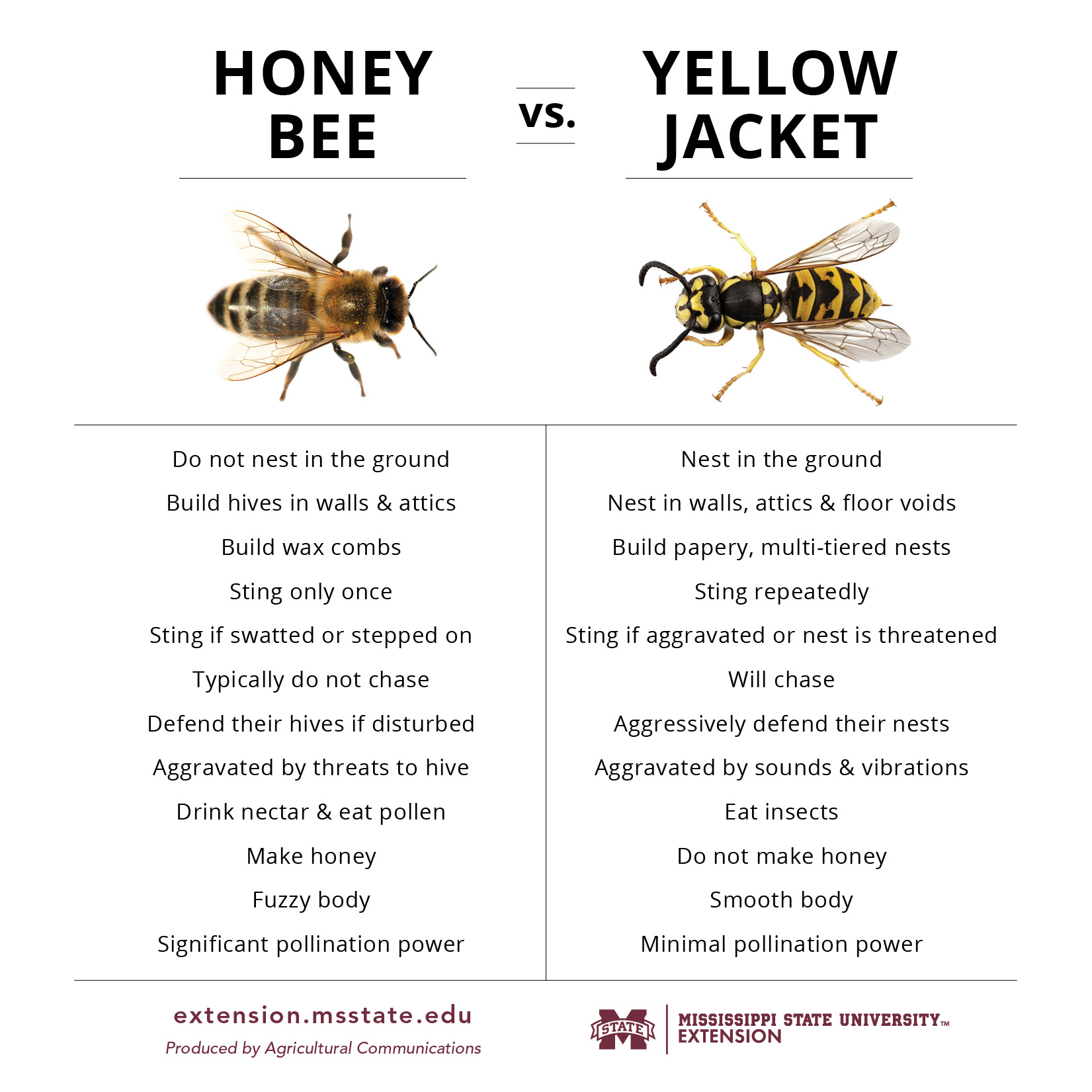 A chart of the differences between honey bees and yellow jackets.