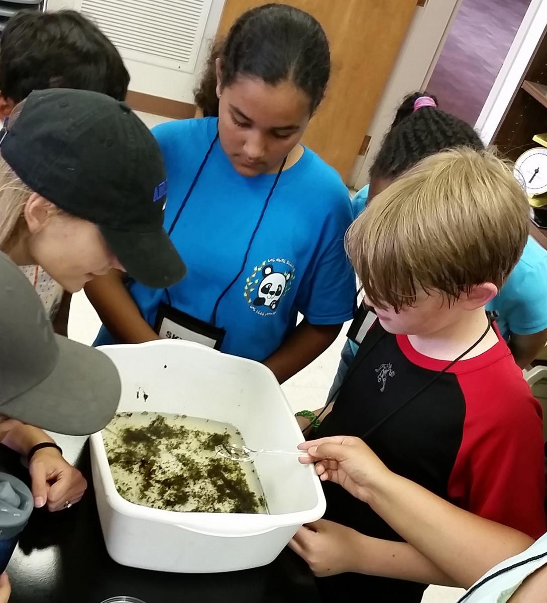 Young participants in a conservation camp at Mississippi State University in 2016 learn about water quality as they examine captured aquatic macroinvertebrates. (Submitted photo)