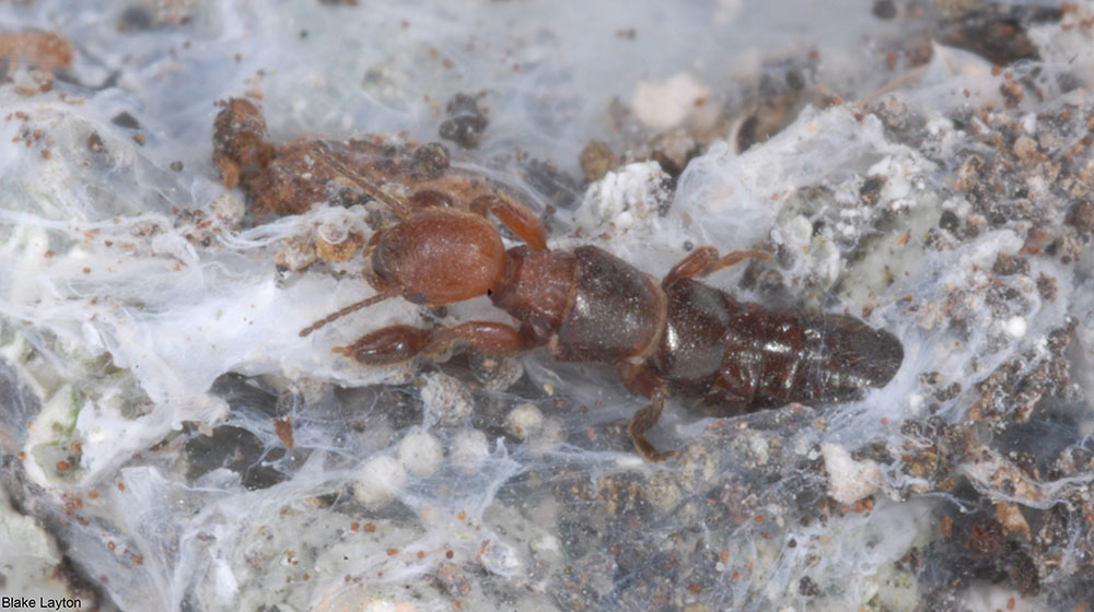 An image of a webspinner in silk on tree trunk.