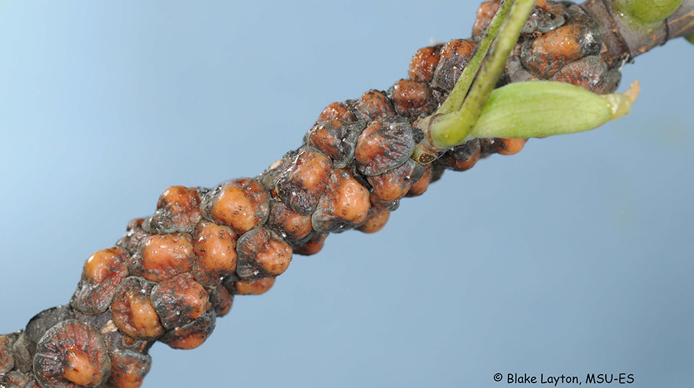 a tupip tree twig covered with tulip tree scale.