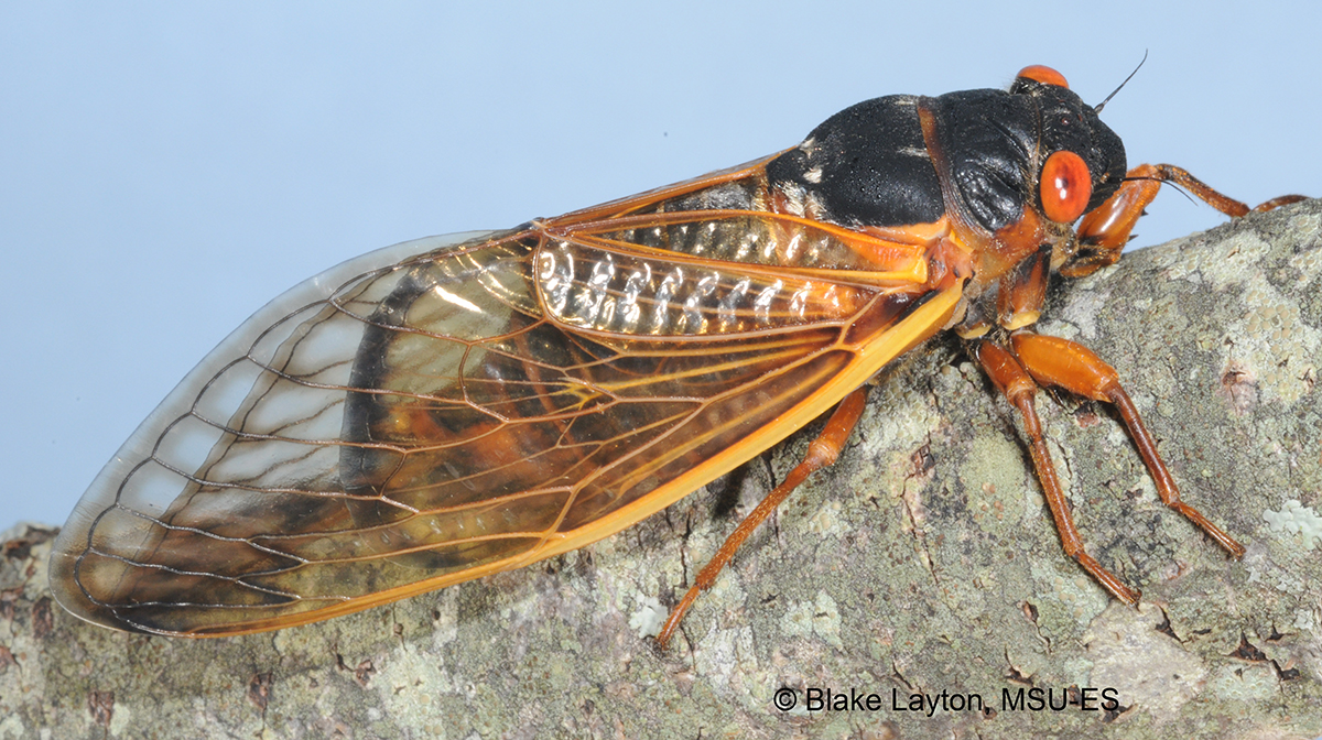 a large black insect with clear wings and red eyes