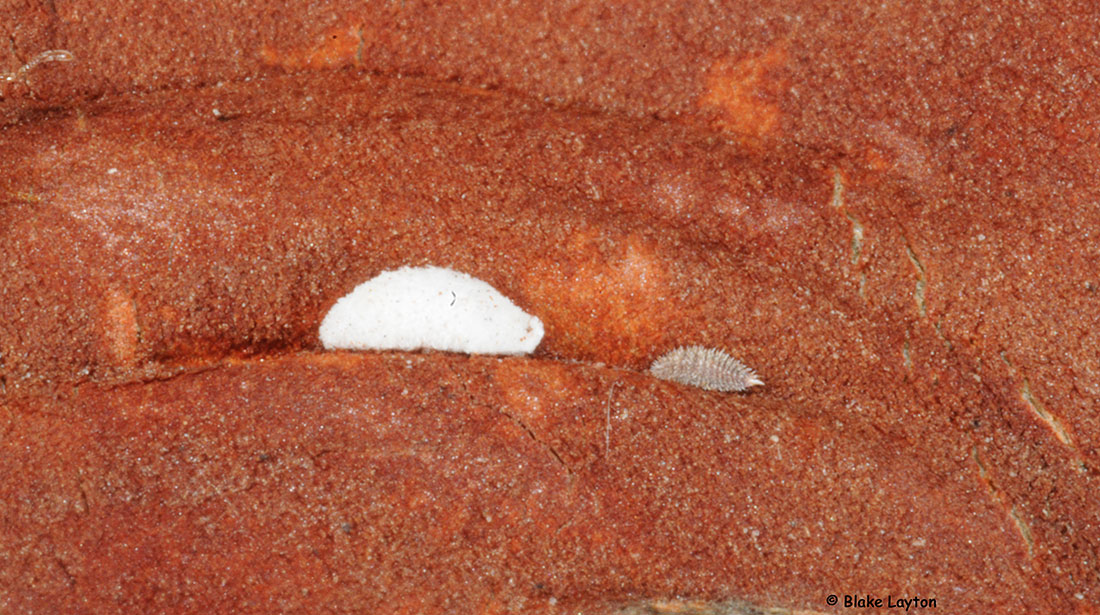 crape myrtle bark scale on tree trunk