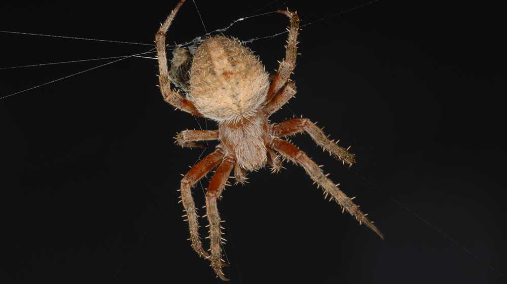 a spider resting on its web