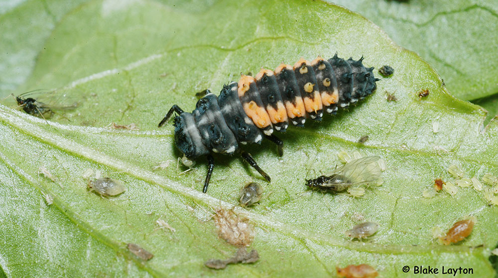 a multicolored Asian lady beetle on a green leaf.