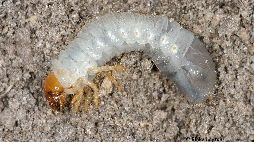  a white grub in soil