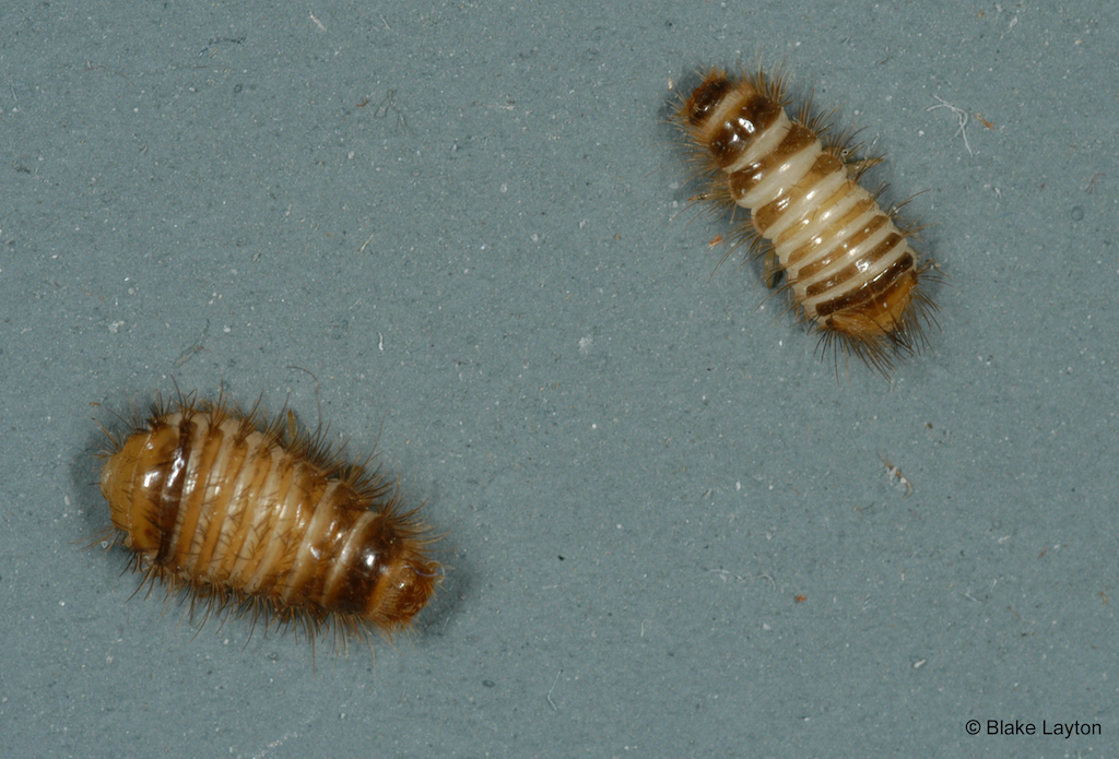 Two beetles with thin stripes running across their bodies.