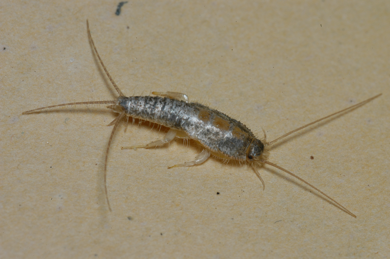 An elongated silver-colored insect.