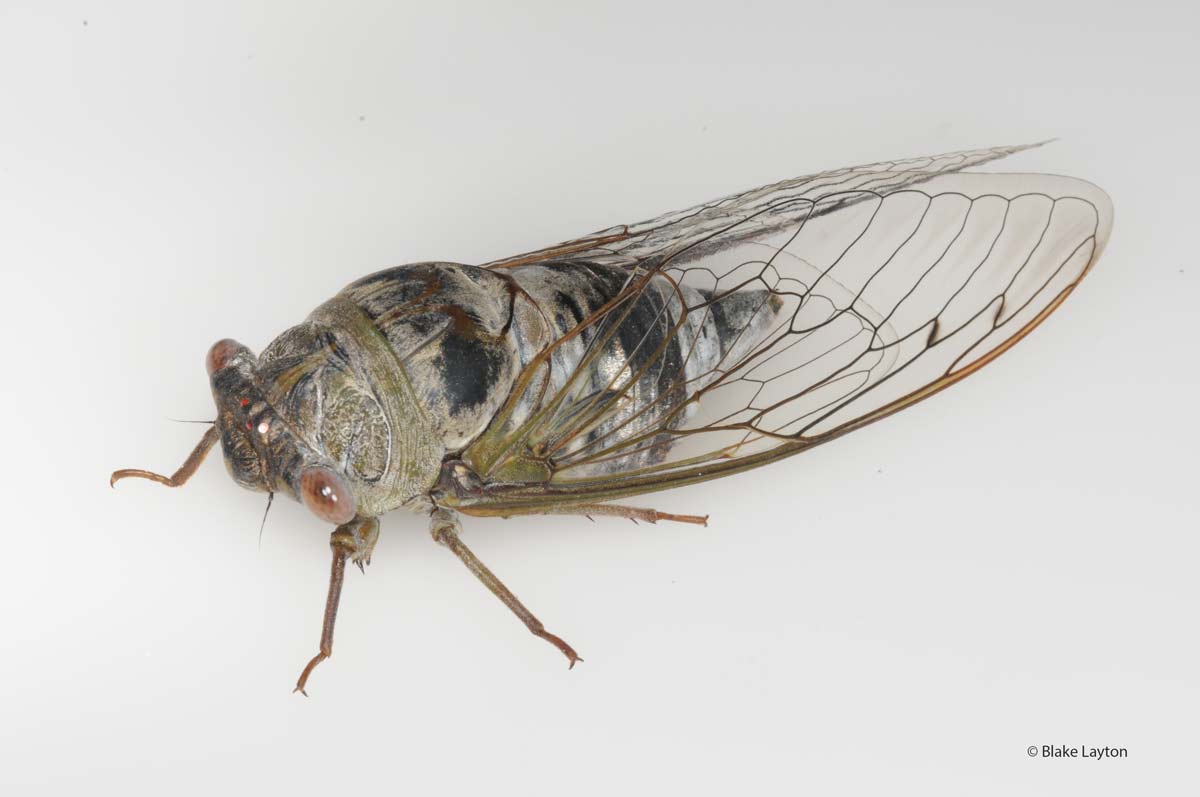 Cicada.