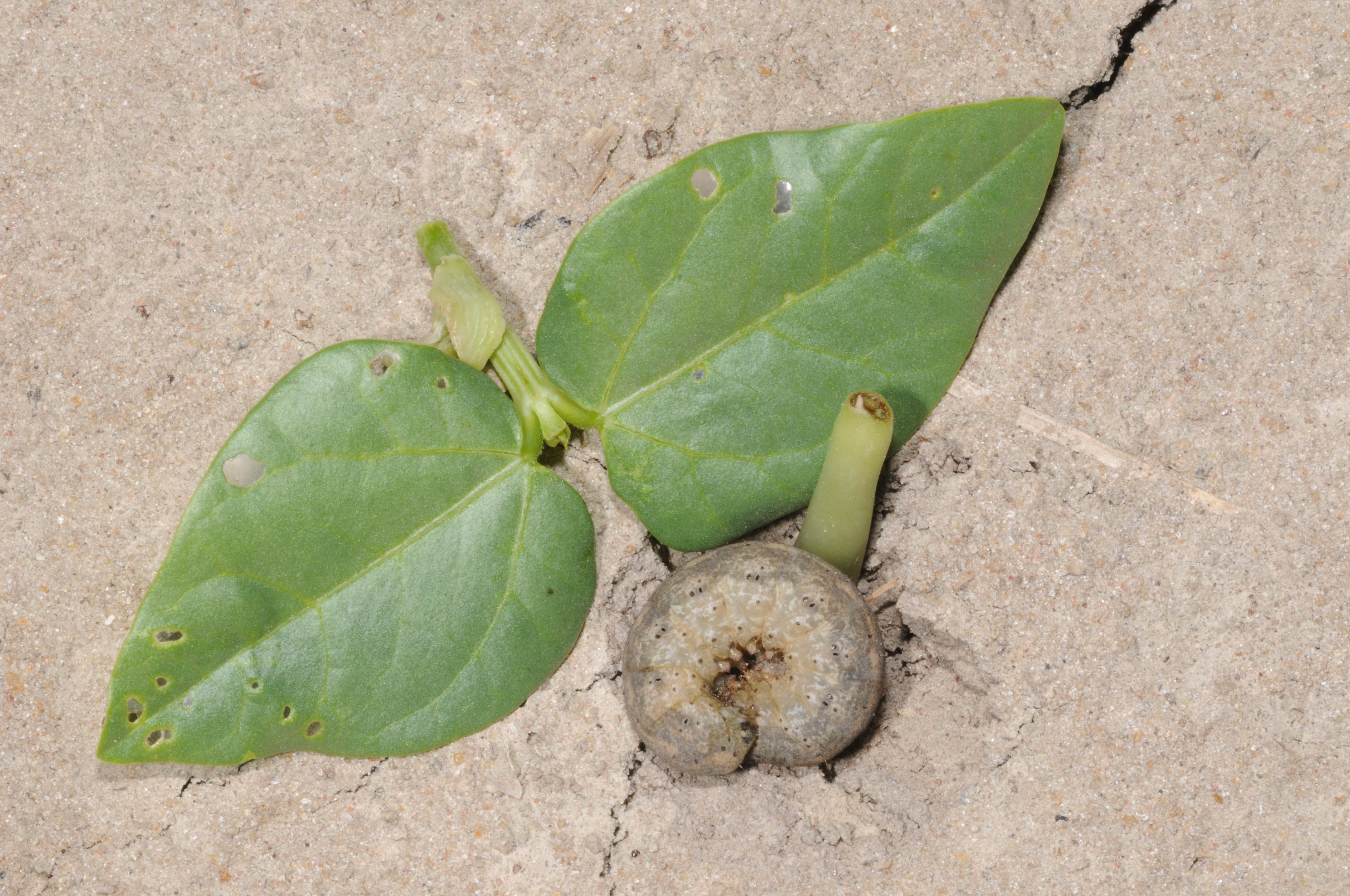 Green leaves with a round worm underneath.