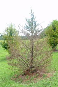 Bare, brown evergreen tree.