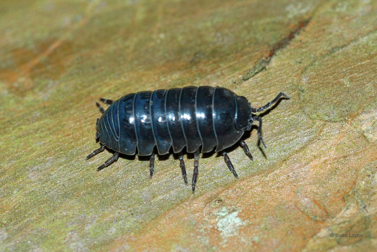 close up of a pillbug.