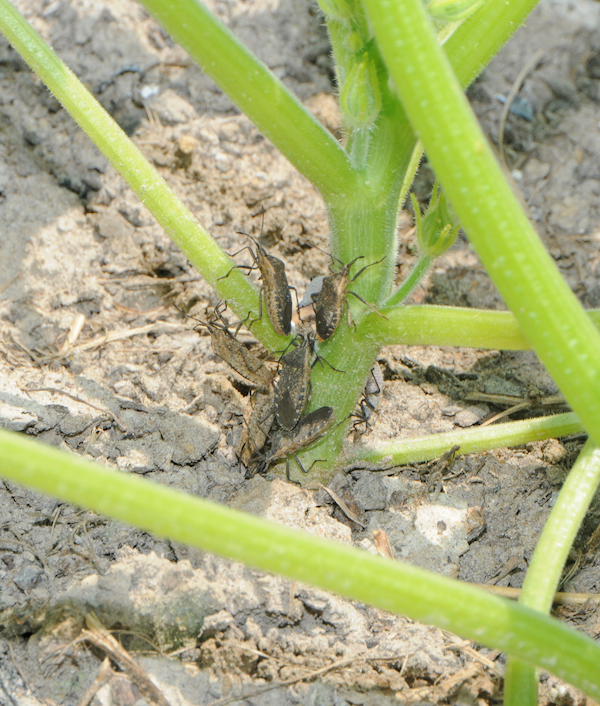 Several brown/dark grey bugs on the green stem of plant.