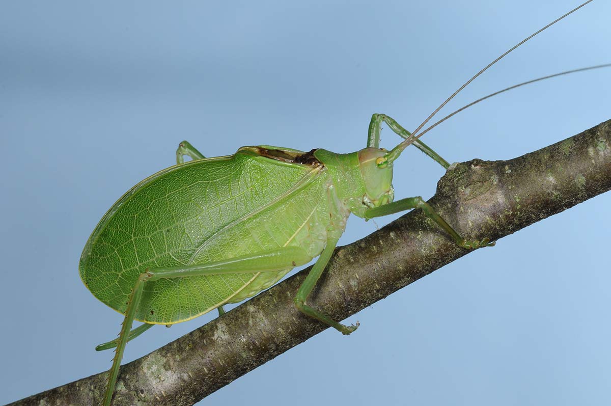 True Katydid