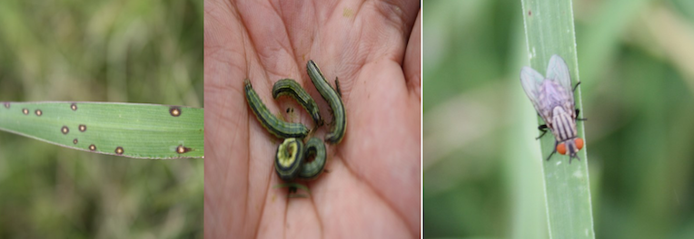 3 types of pests. On the left, a leaf with brown spots. In the middle, caterpillars in palm of hand. On the right, a fly on a blade of grass.