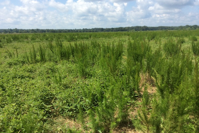 Weeds in an overgrown field.