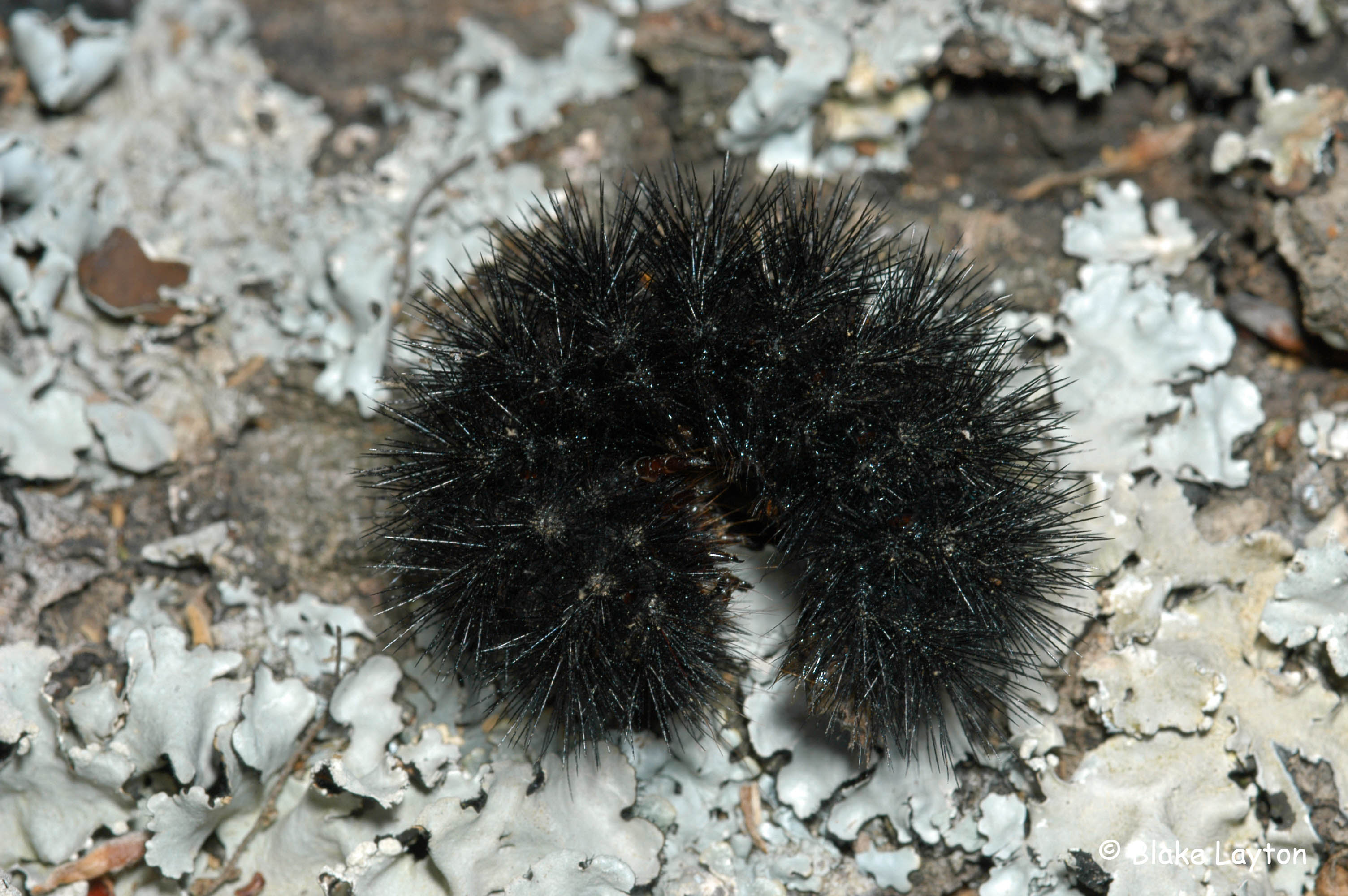 Black, fuzzy caterpillar on green leaves.