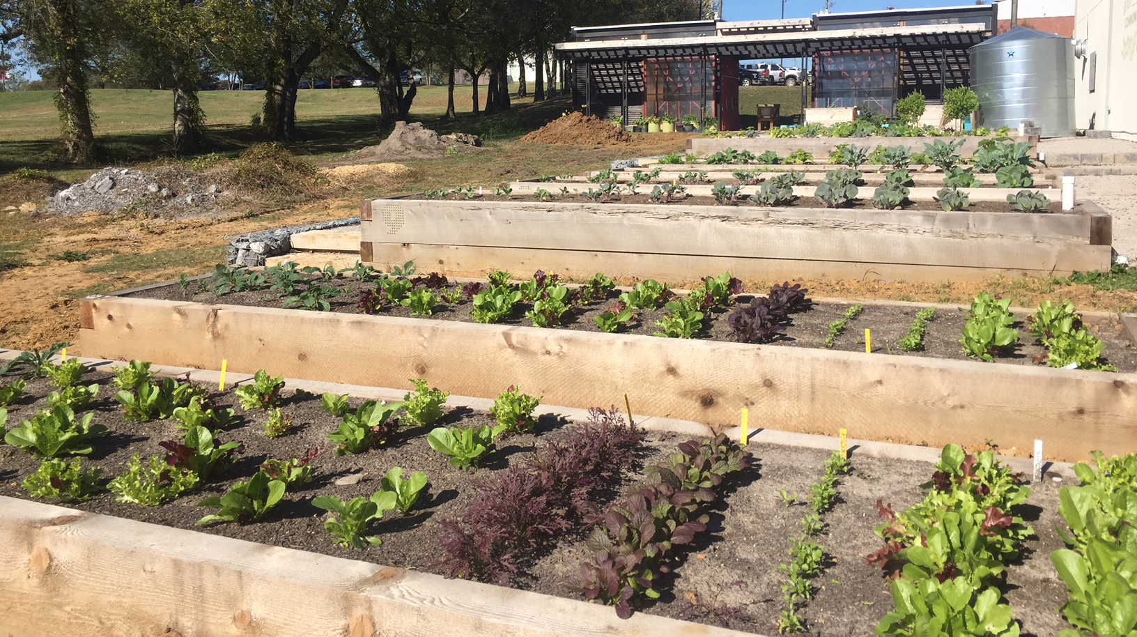 Wide shot shows MSU Community Garden with several raised garden beds planted with winter vegetables and lettuces. 