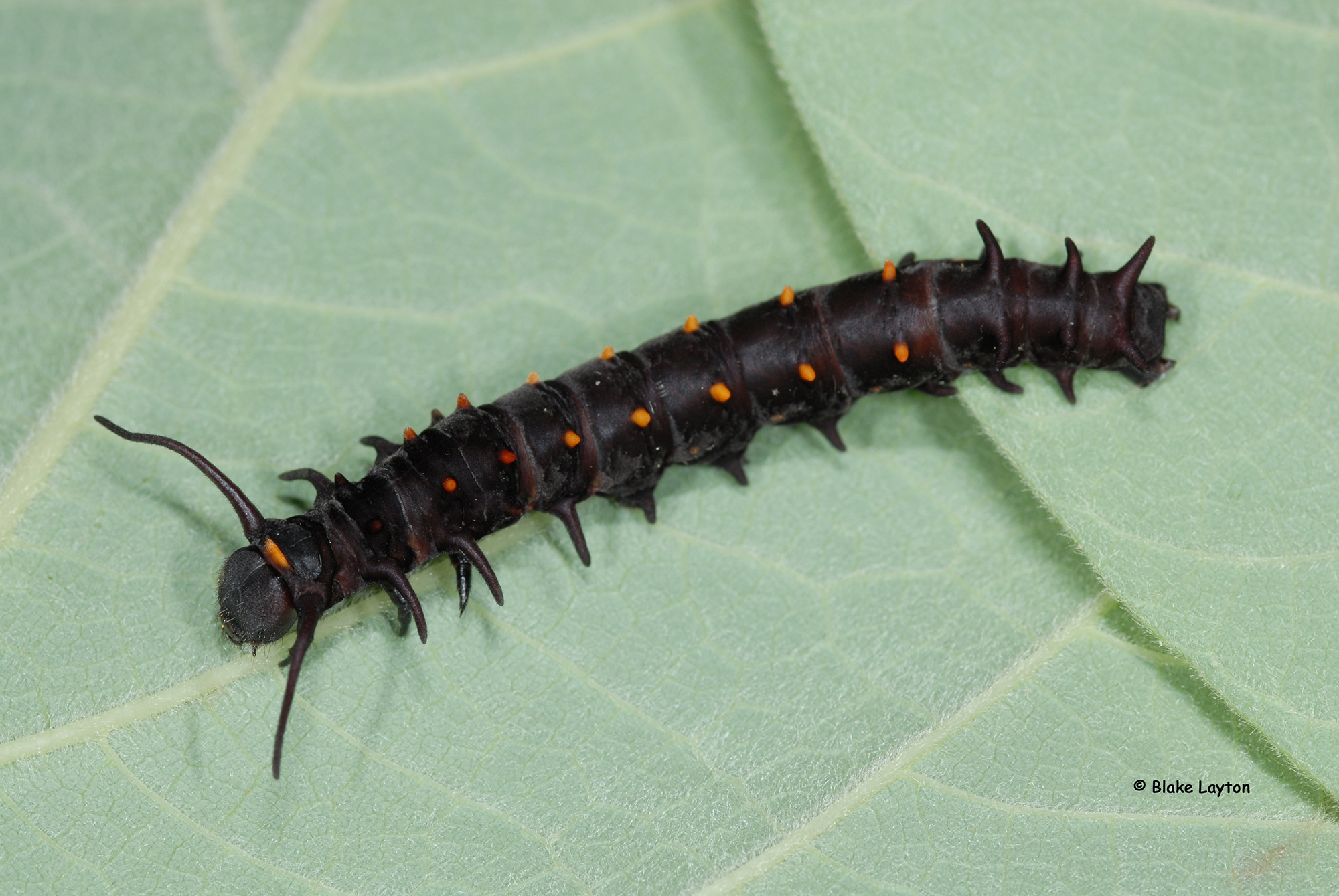 black caterpillar with orange dots