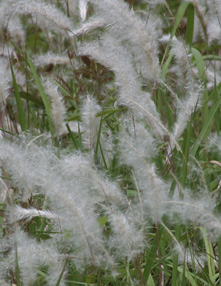 Grass with fluffy, white tops.