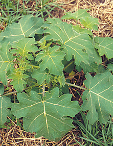 Small bush with large, green leaves that have thorn-like prickles along the veins.