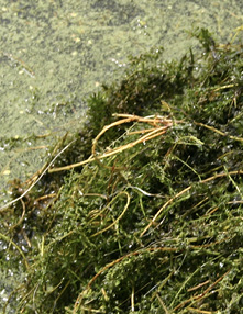 Dense mats of long stems of waterthyme on the surface of water.