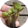 An individual stem of waterthyme with small, oval leaves and long, dense stems.