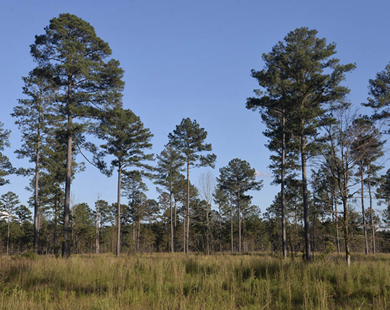 A forest of evenly spaced and similarly sized trees.