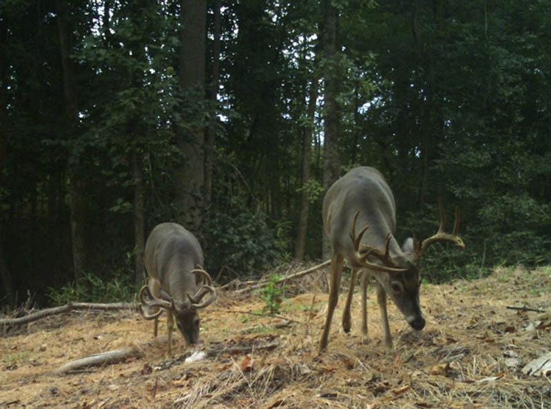 White-tailed deer graze for food.