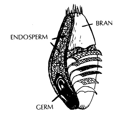 Diagram of a grain with bran, endosperm, and germ labeled.