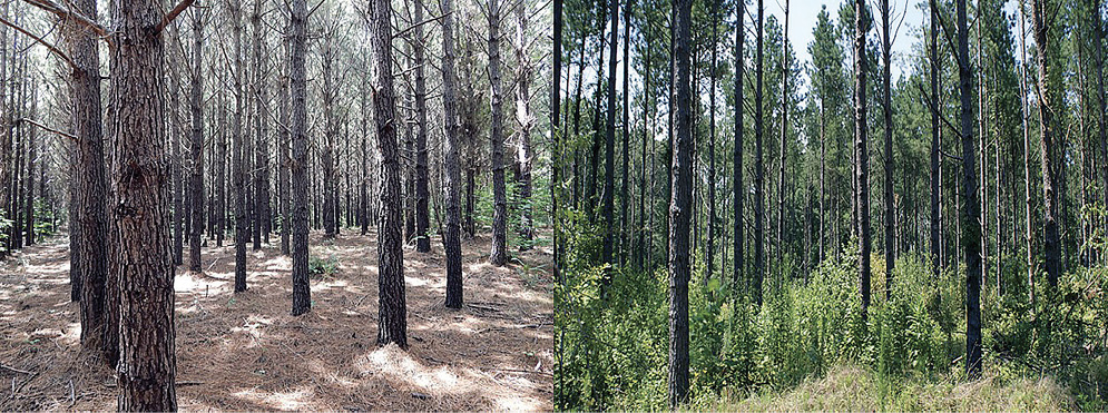 This is composite of two photos. On the left is a stand on pine trees grwoing on ground covered by pin straw but not undergrowth. On the right in the same pine stand after thinning. It has fewer and smaller trees, but there are lots of plants growing around the trees.