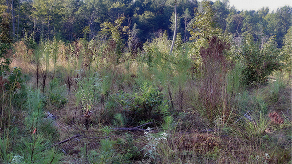 A cleared area in a forest with no trees but a wide variety of other vegetation growing.