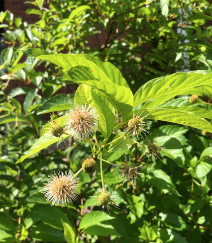 Spheres with thin spikes surrundd by green leaves.