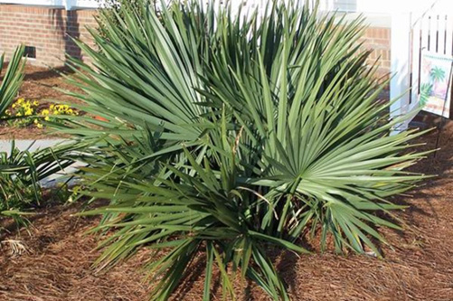 A small shrub with palm-like leaves. 