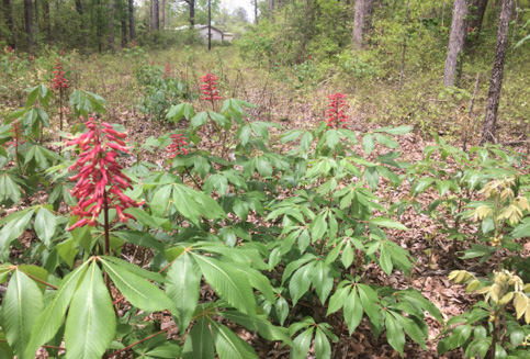 Red buckeye shrubs with bundles of small red flowers. 