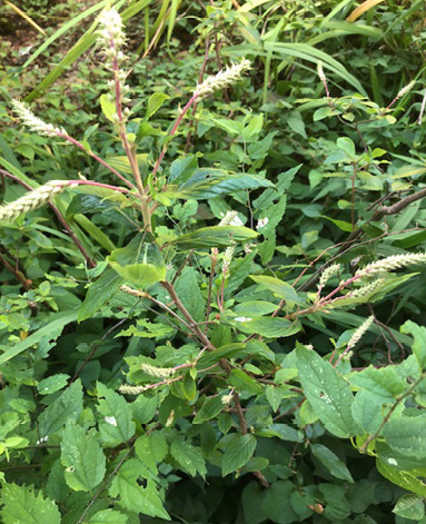 A red-stemmed plant with seeds protruding from the top. 
