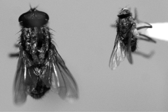 A side-by-side comparison shows that the horn fly is about half the size of the house fly.