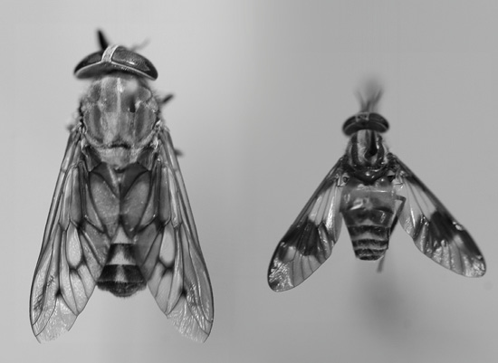 A horse fly and a deer fly are side-by-side to compare the physical difference between them.