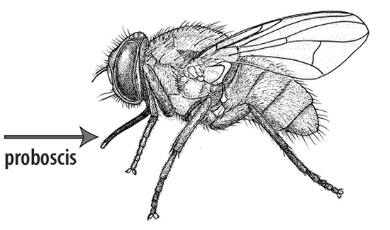 Stable fly illustration. Arrow pointing to the fly's tubular piercing, or sucking mouthpart, called the proboscis.