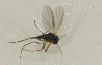 Extreme close-up of a small, mosquito-like fly.