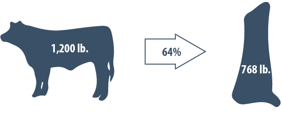 A 1,200 pound steer after a 64-percent dressing yields a 768-pound carcass.