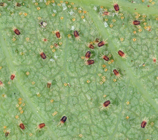 Tiny brown and yellow spider mites on a green leaf.