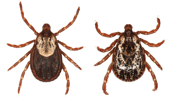 Two reddish ticks on a white background.