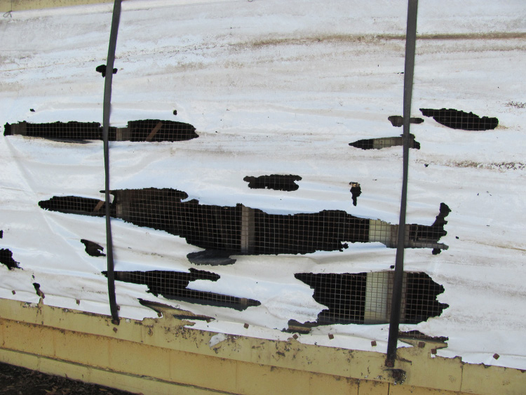 Large holes in white cover on a poultry farm house which is major rodent damage.