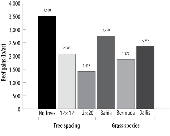 Animal gains under different tree spacing: no trees at 3,500; 12×12 at 2,083; and 12×20 at 1,417. Animal gains with grass species: bahia at 2,750; bermuda at 1,875; and dallis at 2,375.